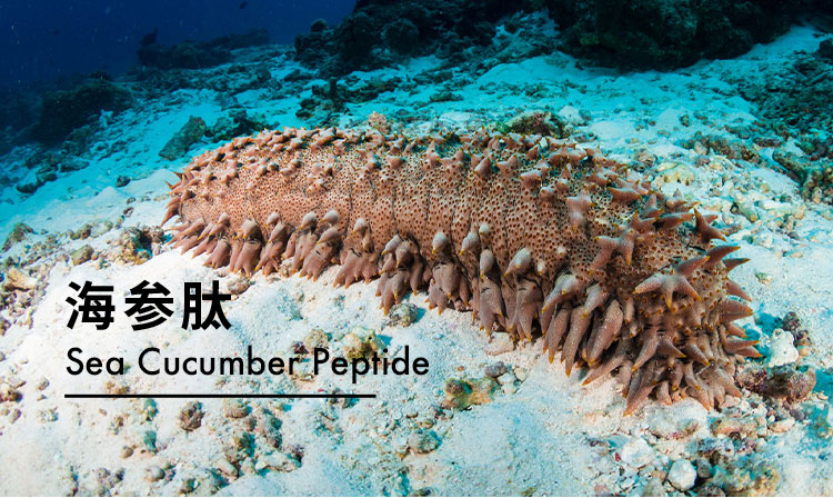 海参肽