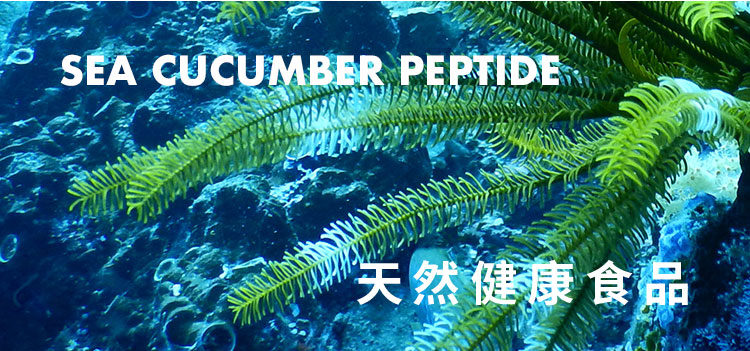 海参肽