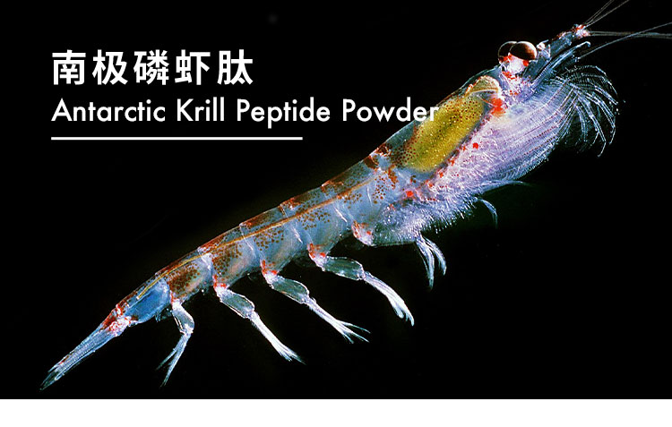 南极磷虾肽