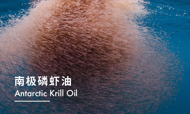 南极磷虾油