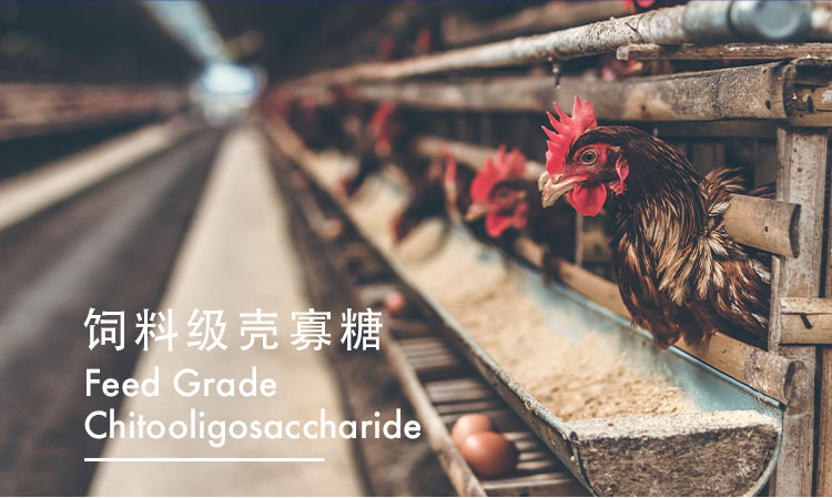 饲料级壳寡糖