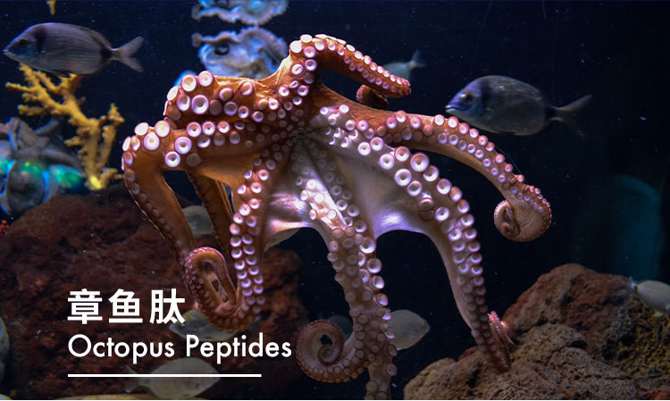 章鱼肽