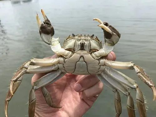 大闸蟹1.jpg