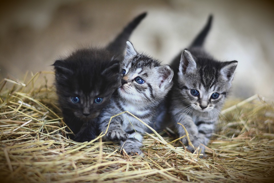kittens-3535404_960_720.jpg