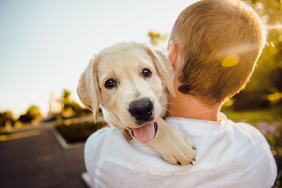 dog-3344414_960_720.jpg