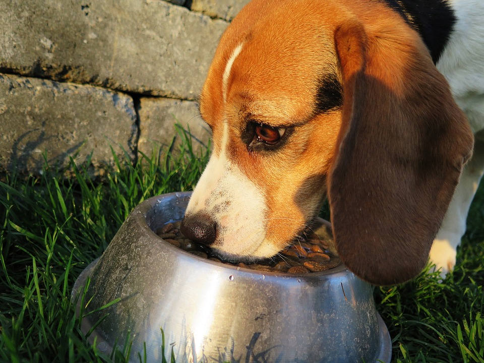 蛋白质水解物（小分子肽）在宠物食品中的应用前景
