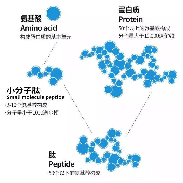 海洋宝藏、蛋白营养升级——海洋生物活性肽