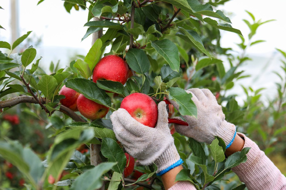 苹果防病抗病、提升品质，选农业级壳寡糖