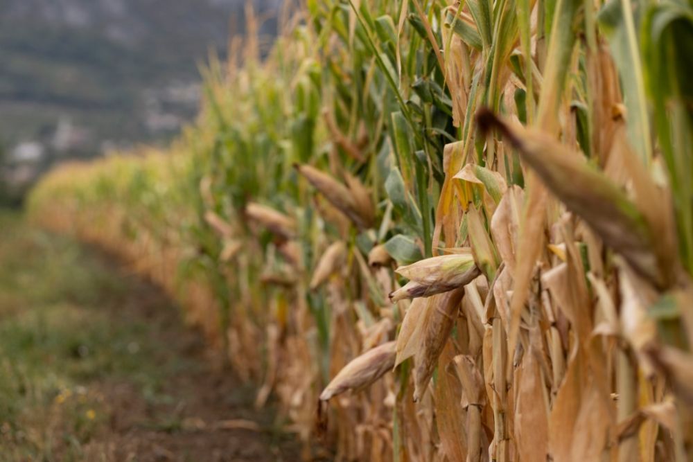 壳寡糖喷施对玉米耐旱性的调节作用