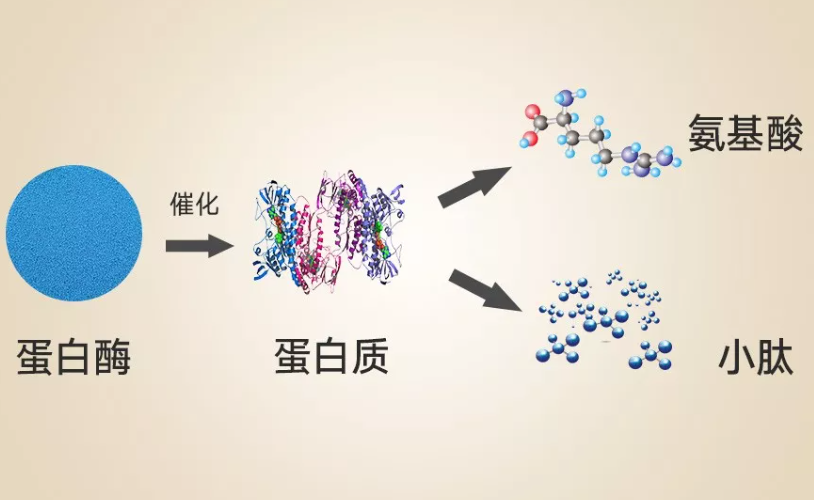 【科普】食源性低聚肽对高尿酸血症的作用