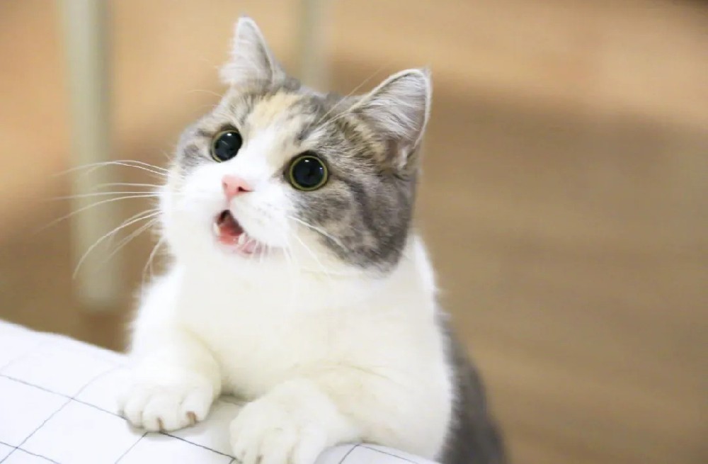 饲粮中添加壳寡糖对成猫有什么影响？