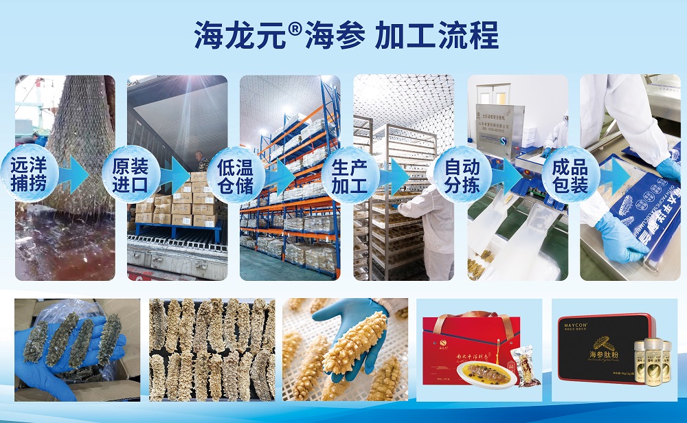 重阳孝心礼 | 南太平洋黄金刺参：以纯净营养，敬长辈安康