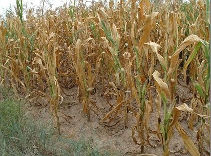 壳寡糖叶面喷施对玉米耐旱性的调节
