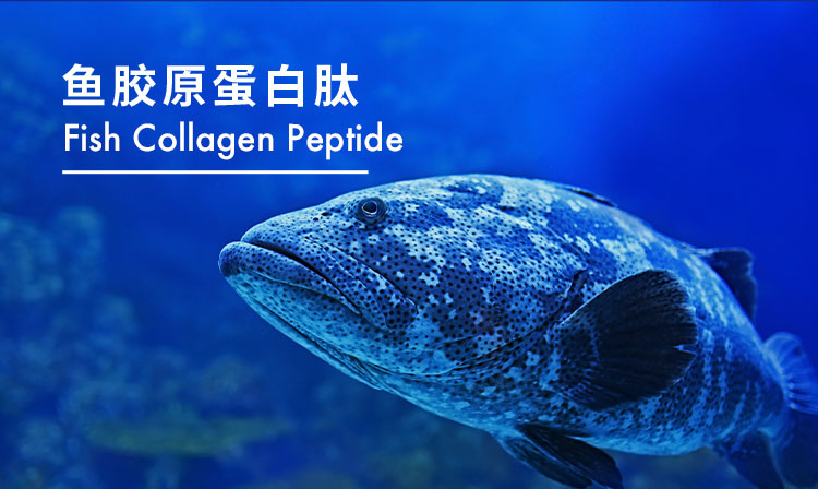 鱼胶原蛋白肽