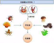 壳寡糖为什么比甲壳素、壳聚糖更有营养价值