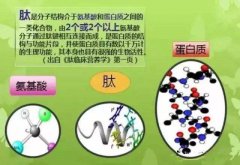 活性肽答疑：肽、蛋白质和氨基酸的区别