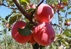 农业级壳寡糖防治苹果花叶病及增产增质效果